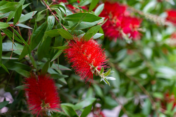 Beautiful red Bottlebrush flowers with green leaves and stamens close up. Garden bush. Callistemon vimidinalis. Ornamental Myrtaceae shrub