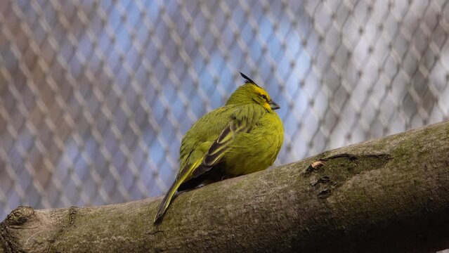 bird yellow cardinal in the zoo perched on a tree