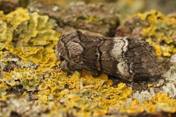 Closeup on an oak marbled brown moth, Drymonia querna sitting on wood