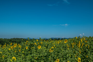 Sunflower field in the mountains
