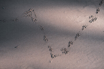 Bird footprints in the sand