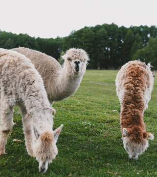 Cute and funny alpacas and llamas walking in nature 