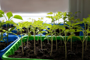 Green tomato seedlings on the balcony. Gardening concept. Growing on a windowsill