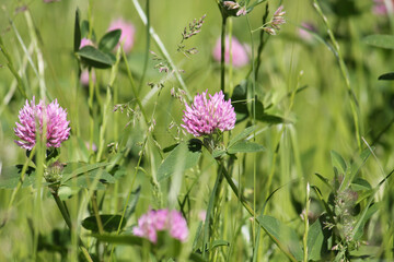 Flowers of red clover (Trifolium pratense) plant in green summer meadow