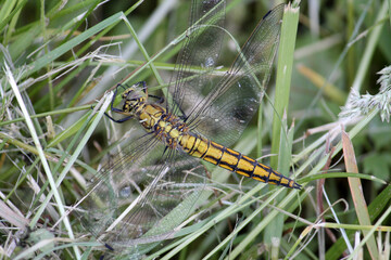 Immature female black-tailed skimmer (Orthetrum cancellatum) dragonfly in wild