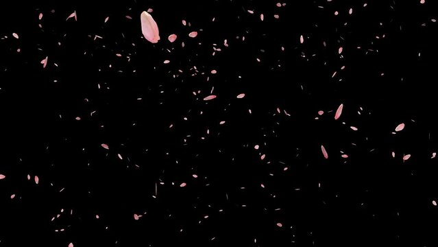 cherry blossoms are falling and petals dancing in the wind