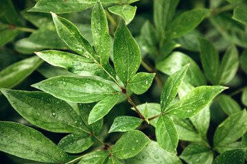Fresh green peony leaves after rain in water drops. Natural background