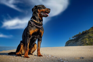 Rottweiler dog sits on the beach against the backdrop of the sea