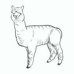 Vintage hand drawn sketch alpaca