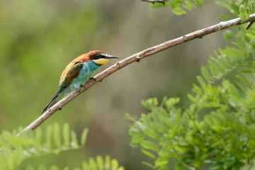 Bee-Eater bird (Merops apiaster) on tree branch