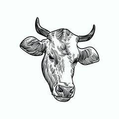 Vintage hand drawn sketch horn bull cattle