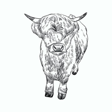 Vintage hand drawn sketch horn highland cattle