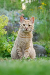 Cute young ginger coloured tabby cat, European Shorthair, sitting on green grass in a flowery garden and watching curiously, Germany
