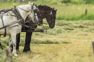 Work horses harnessed up working in a hay field on an Amish farm | Holmes County, Ohio