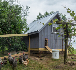 Grey chicken house with barred plymouth rock chickens © Seth