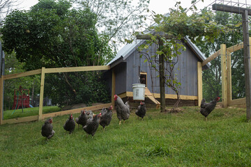 Grey chicken house with barred plymouth rock chickens