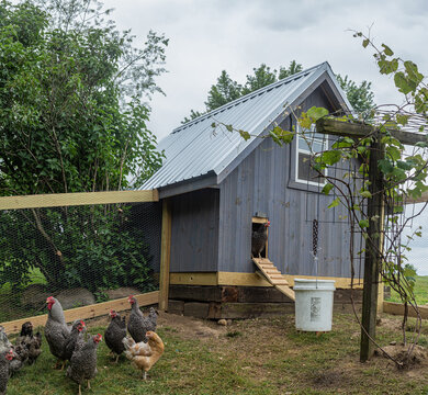 Grey Chicken House With Barred Plymouth Rock Chickens