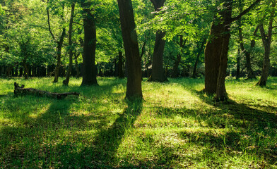 landscape in an oak forest on a sunny day