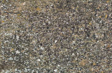 background, texture - a wall of even stone blocks, covered with lichen from old age