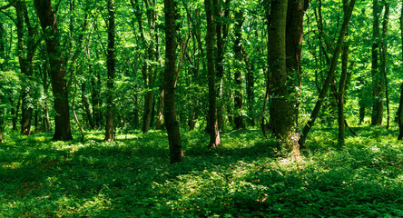 Fototapeta na wymiar light deciduous forest with sun spots on lush undergrowth