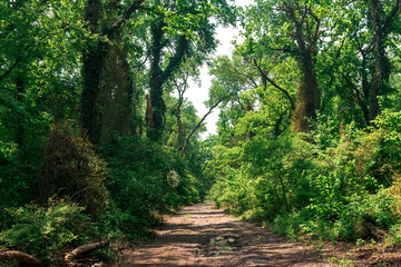 dirt road through subtropical liana forest