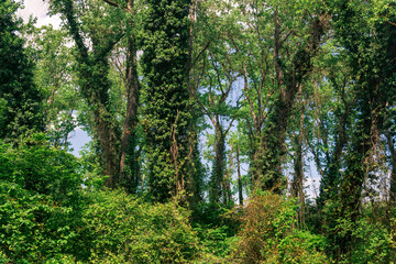 Fototapeta na wymiar thicket of liana-covered trees in a subtropical deciduous forest