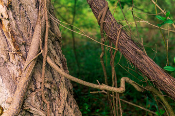 stems of climbing and creeping plants in a subtropical forest close-up