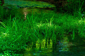 Fototapeta na wymiar quiet shady forest river with swampy banks