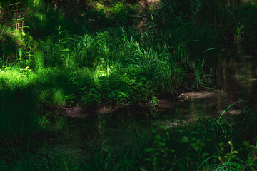 Fototapeta na wymiar small shady forest river with grassy banks and sun glare