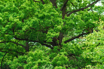 branches and foliage of a huge oak