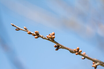 just blooming cherry blossoms