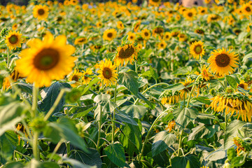 Sunflower garden