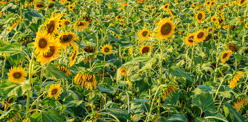 Sunflower garden