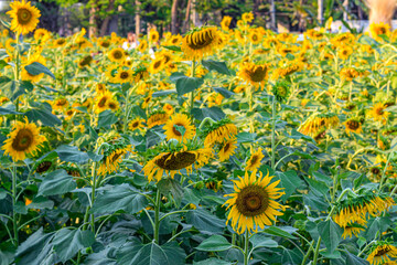 Sunflower garden