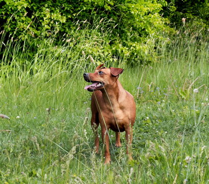 Brown dog miniature pinscher relaxing and walkin on field in park ,hunting dog of the breed runs on the floor in the park