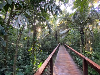 wooden path leading into untouched rainforest in south america