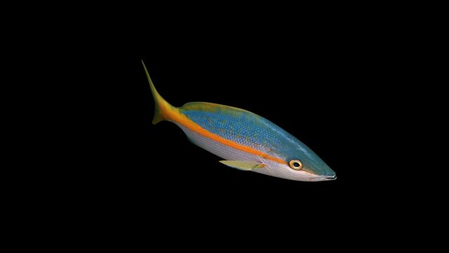 Snapper Fish Top View animation.Full HD 1920&times;1080.6 Second Long.Transparent Alpha video.LOOP.
