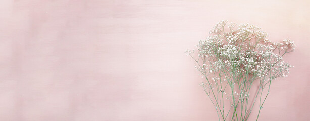 Gypsophila flower on pink background banner, panorama  - greeting card - mothers day, wedding,...