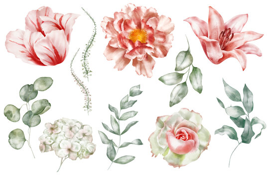Set watercolor floral elements of tulip, peony, rose, hydrangea, collection garden pink flowers, green leaves, branches, Botanic illustration isolated on white background for wedding design.