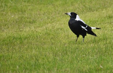 Australian magpie walking in a park