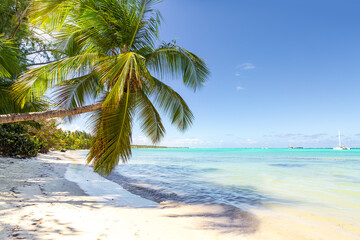 Fototapeta na wymiar Coconut palm tree at sunny day with calm ocean and sandy beach