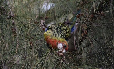 Colourful Australian rosella feeding on a native tree