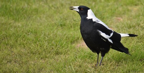 Australian magpie standing in a park
