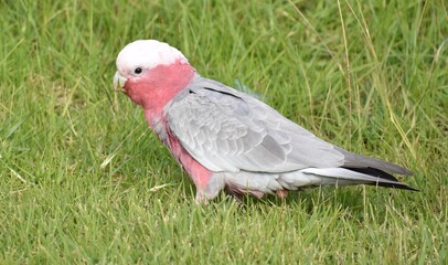 Pink galah feeding in an Australian park