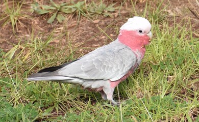 Close up of an Australian galah feeding in a park