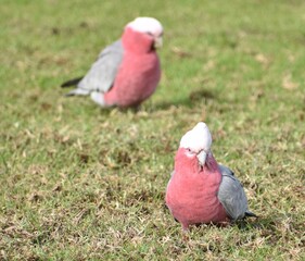 Beautiful pink galahs standing in an Australian park