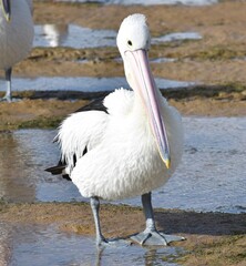 Large pelican standing on a beach
