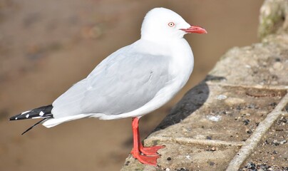 Seagull perched on a brick wall at the beach