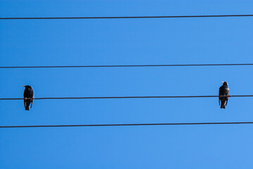 background - wires, blue sky, two black birds on wires
