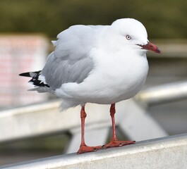 Close up of a seagull perched on a white rail at the beach